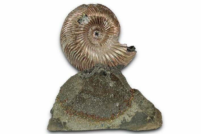 Iridescent, Pyritized Ammonite (Quenstedticeras) Fossil Display #353745